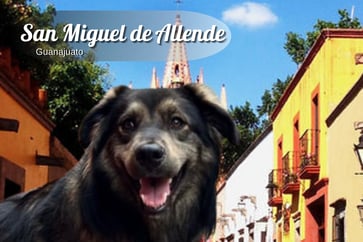 Featured Image for Listing: April 16 – May 14 House Sit for Sweet Chica-Lina in San Miguel