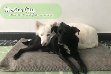 Featured Image for Listing: Dog Sitters Needed – Must be Experienced with Large Breeds