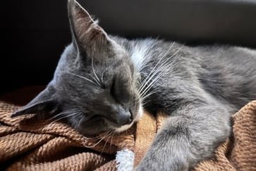 Featured Image for Listing: Is Oaxaca City on Your Bucket List?  Come Be Our House/Cat Sitter