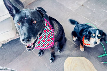 Featured Image for Listing: Family Emergency!  Dog Sitter Needed Approx. 2 Months