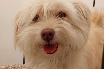 Featured Image for Listing: Charming Casita in West Ajijic